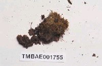 藏品(鞭枝直毛苔)的圖片